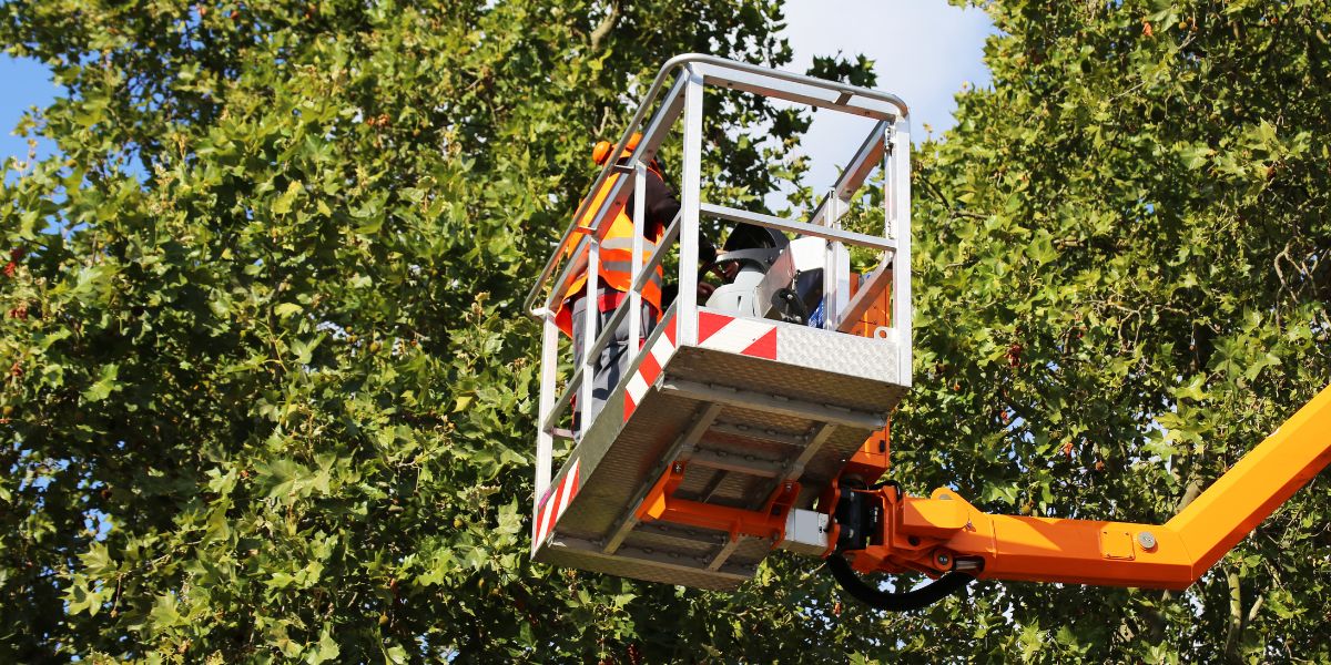 Top-Rated Tree Service Near Me